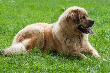 Tibet köpek parkta çimlere oturup portresi
