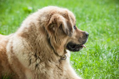 Tibet köpek parkta çimlere oturup portresi