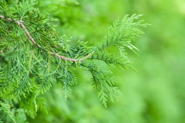 Closeup Υποκατάστημα Δέντρο Κυπαρισσιών Στο Φράκτη Στον Κήπο — Φωτογραφία Αρχείου