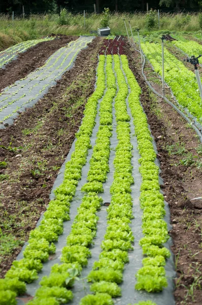 Salad Alignment Field — Stock Photo, Image