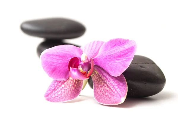 Closeup Beautiful Orchid Black Stone Balance White Background — Stock Photo, Image