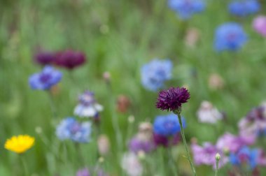 kır çiçekleri bir çayırda closeup 