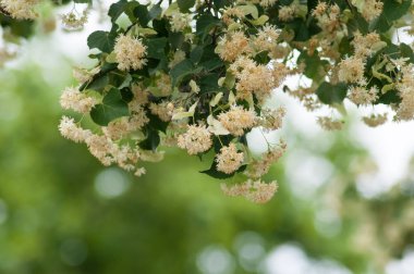 closeup ıhlamur çiçek şube 