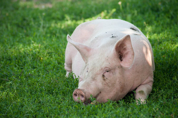 портрет свободной свиньи на лугу
