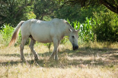 beyaz atın bir çayırda portresi