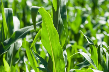 güneşli gün perakende Mısır alanının bırakır