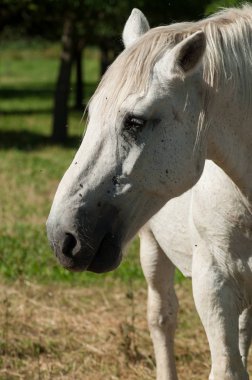 beyaz atın bir çayırda portresi