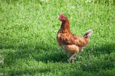 Tavukçuluk geleneksel ücretsiz aralığı tavuk portresi