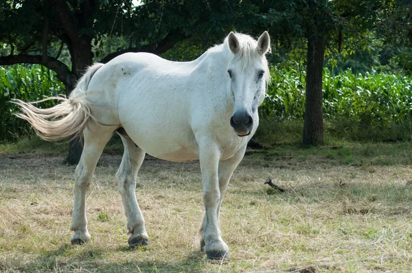 草原の白い馬の肖像 — ストック写真