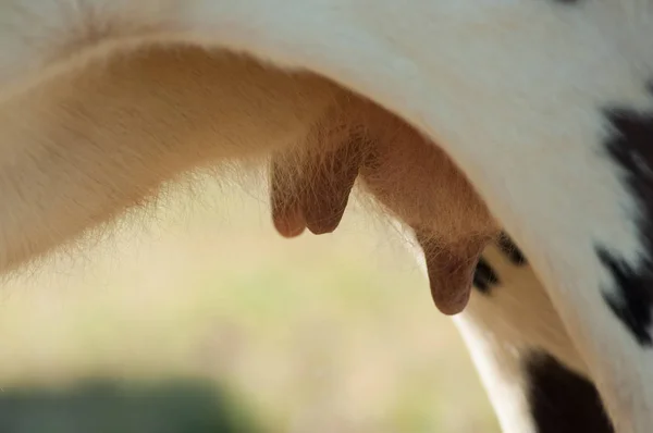 Closeup Cow Udders Meadow — Stock Photo, Image