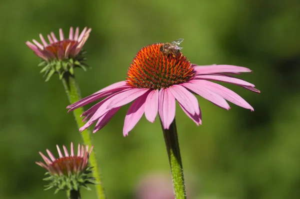 Nahaufnahme Einer Biene Auf Rosa Echinacea Cheyenne Spirit Einem Stadtpark — Stockfoto