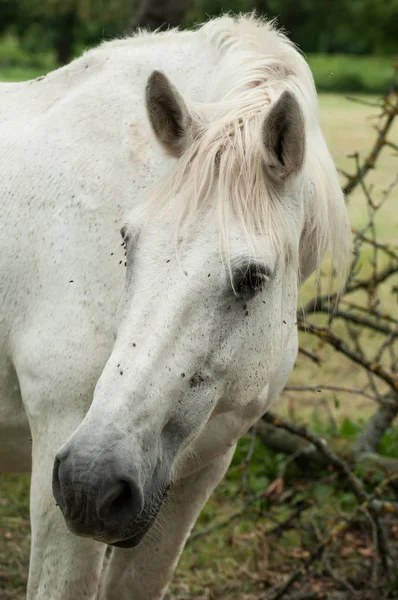 beyaz atın bir çayırda portresi