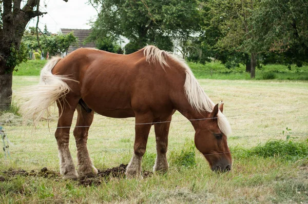 棕色马在草地上放牧的画像 — 图库照片