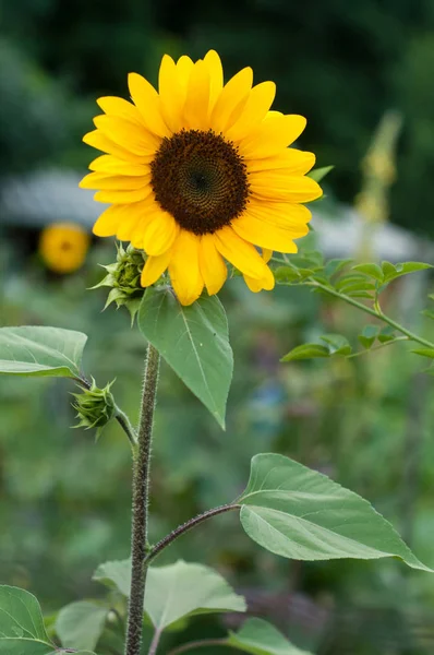 Close Van Zonnebloem Een Moestuin — Stockfoto