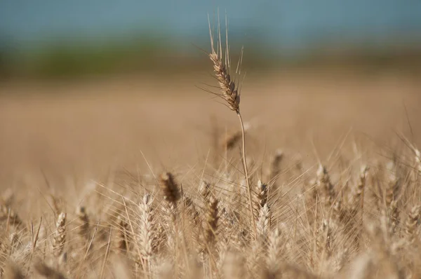 Detailhandel Voor Tarwe Veld Achtergrond — Stockfoto