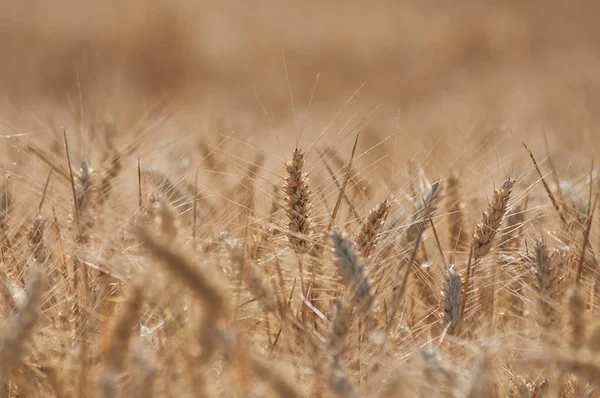 Perakende Buğday Alan Arka Plan — Stok fotoğraf