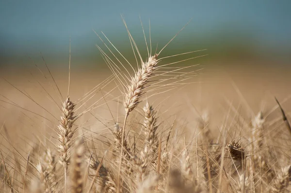 Detailhandel Voor Tarwe Veld Achtergrond — Stockfoto