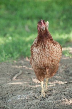 Tavukçuluk geleneksel ücretsiz aralığı tavuk portresi