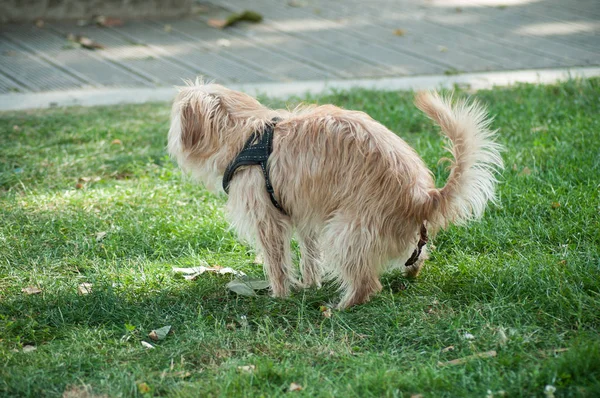 Porträt Eines Kleinen Hundes Der Poo Stadtpark Macht — Stockfoto