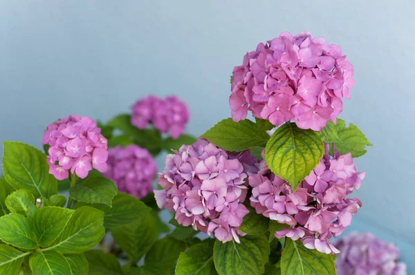 Primer Plano Hortensia Rosa Jardín Sobre Fondo Pared Azul — Foto de Stock