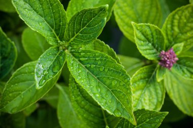 Ortanca bahçe üzerinde closeup yağmur damlaları  