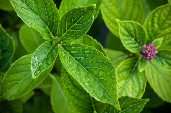 Ortanca bahçe üzerinde closeup yağmur damlaları  