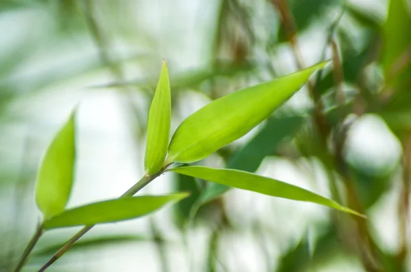 Primo Piano Foglie Bambù Giardino Giapponese — Foto Stock