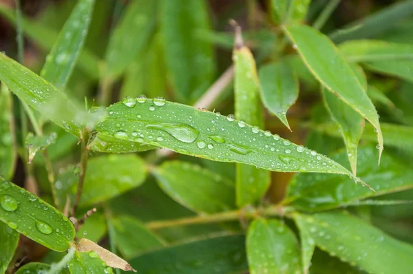 Gros Plan Gouttes Pluie Sur Les Feuilles Bambou — Photo