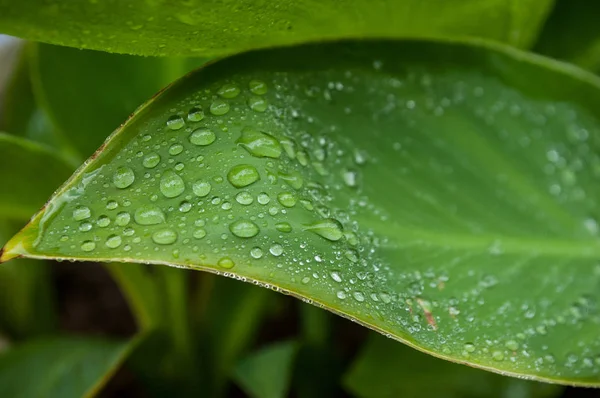 Nahaufnahme Von Regentropfen Auf Tropischen Pflanzenblättern — Stockfoto