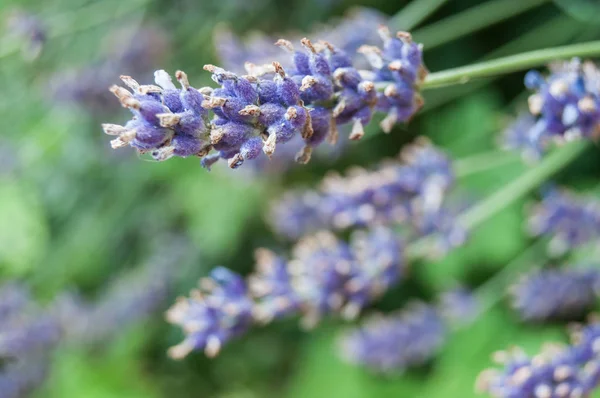 Lavanta bir alanda mor çiçekler closeup 