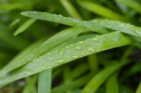 Gros Plan Gouttes Pluie Sur Herbe — Photo