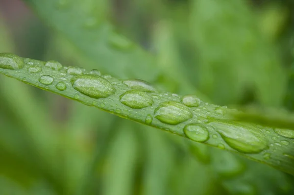 Primer Plano Las Gotas Lluvia Hierba — Foto de Stock