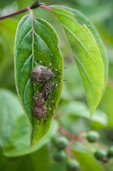 bitki yaprak üzerinde siyah raptiye closeup 