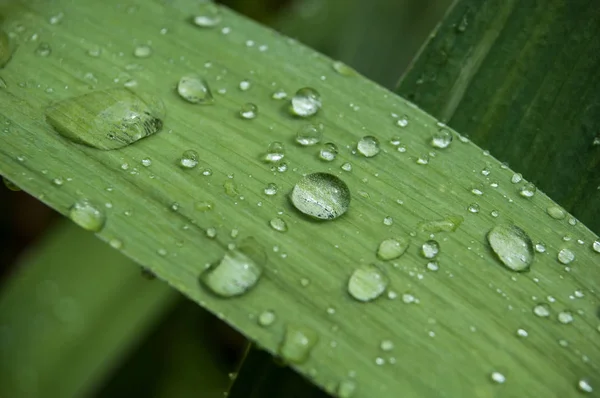 Nahaufnahme Von Regentropfen Auf Gras — Stockfoto