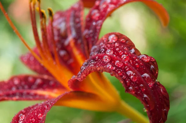 Bahçedeki kırmızı lily closeup yağmur damla 
