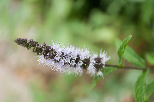 closeup of mint flower in a garden