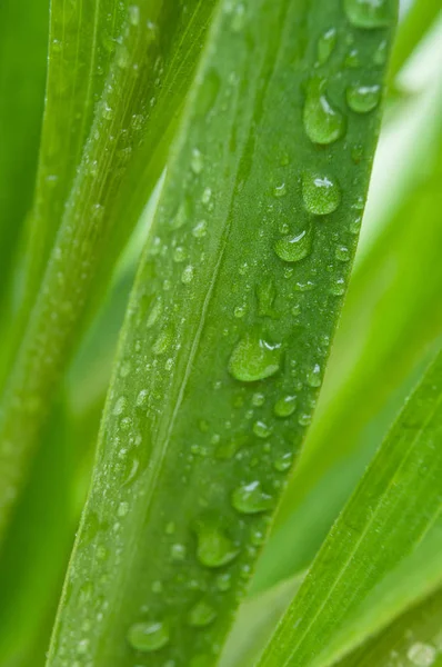 Närbild Regndroppar Blad — Stockfoto