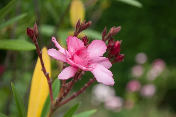 Närbild Rosa Blomma Oleander Trädgård — Stockfoto