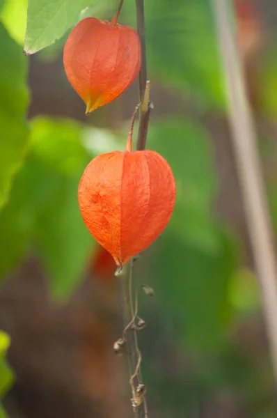 Primer Plano Physalis Jardín — Foto de Stock