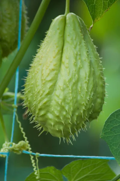 Closeup Chayote Fruit Vegetable Garden — Stock Photo, Image