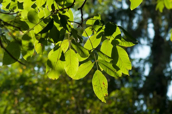 나무에 광선의 과수원에 나뭇잎 — 스톡 사진