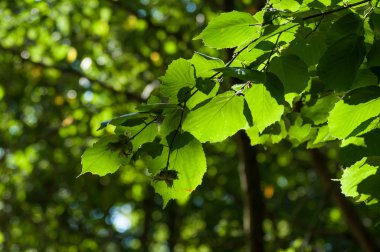 fındık dalları ile fındık closeup