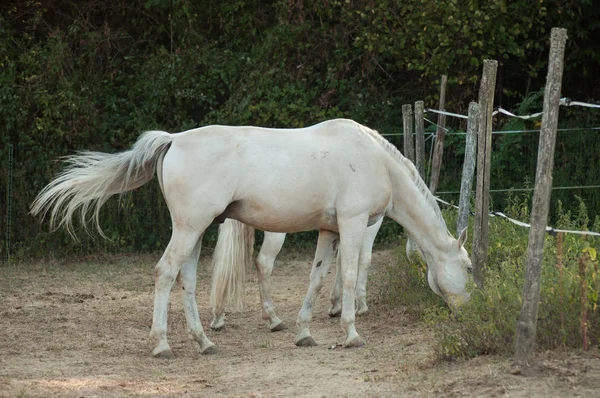 白い馬の乗馬の馬小屋の放牧の肖像画 — ストック写真