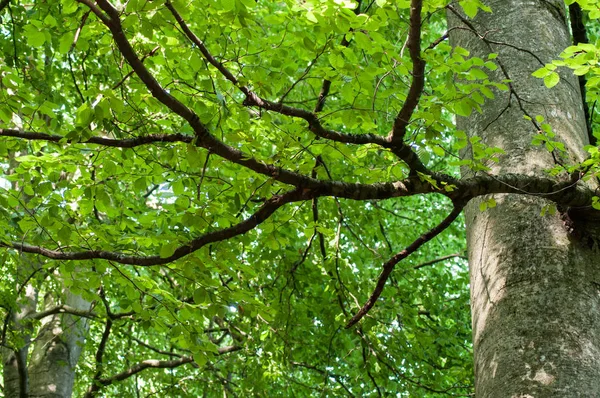 Nahaufnahme Von Hainbuchenzweigen Einem Wald — Stockfoto