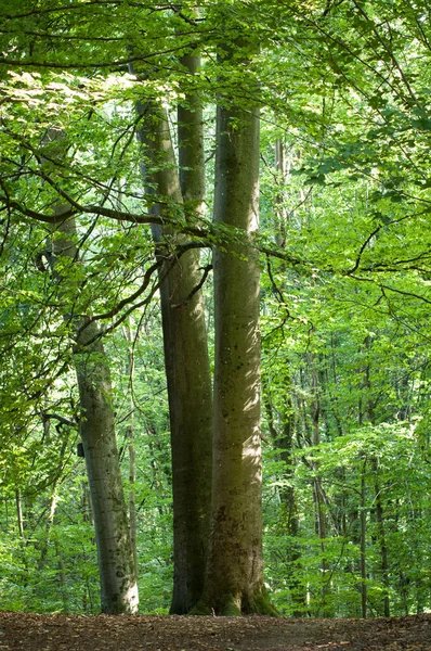 Hermosos Árboles Carpe Bosque — Foto de Stock