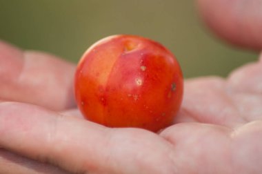 closeup elinde turuncu Erik