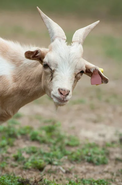 Zabawny Portret Kozy Polu — Zdjęcie stockowe