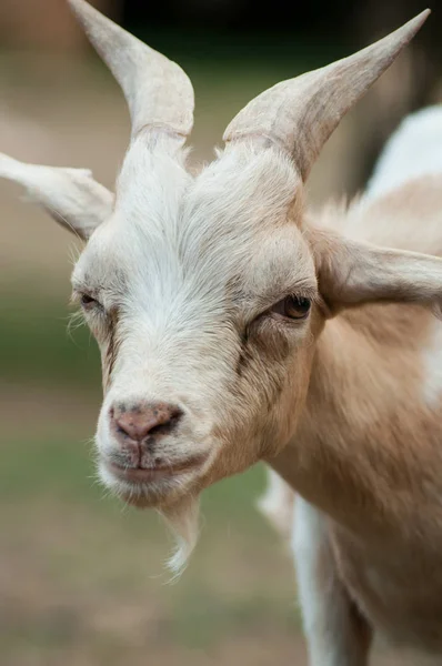 Zabawny Portret Kozy Polu — Zdjęcie stockowe