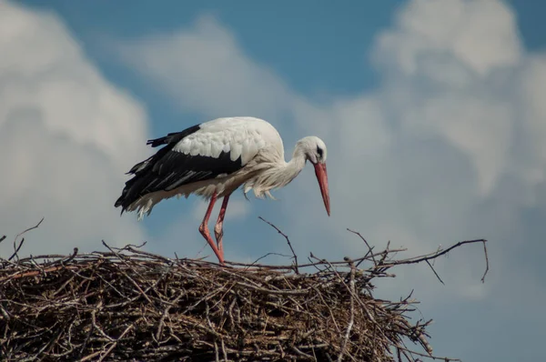 Porträt Eines Storchs Der Nest Auf Dem Dach Vor Blauem — Stockfoto