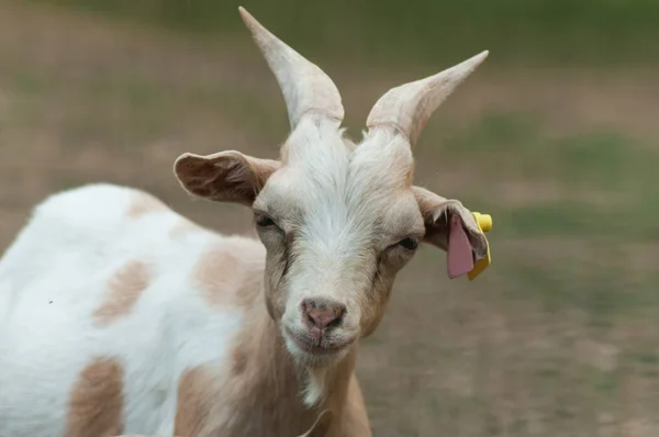 Funny Portrait Goat Meadow — Stock Photo, Image
